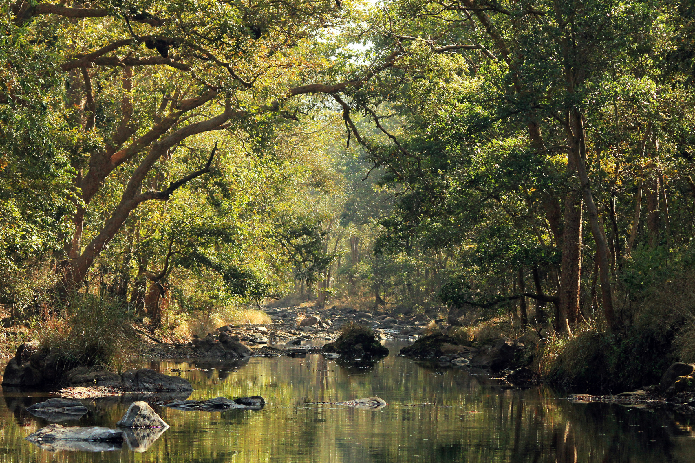 kanha national park.webp